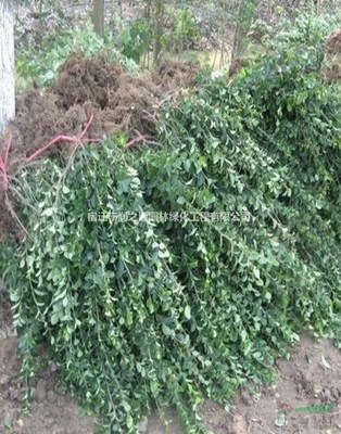 大葉扶芳藤各種規格*、扶芳藤苗木